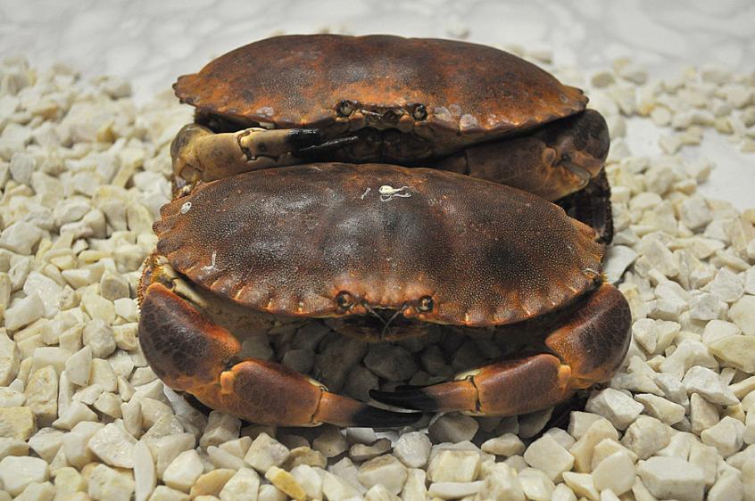 Krab Kieszeniec 800+,French brown crab 800+, Cancer Pangurus, skorupiaki, kraby 